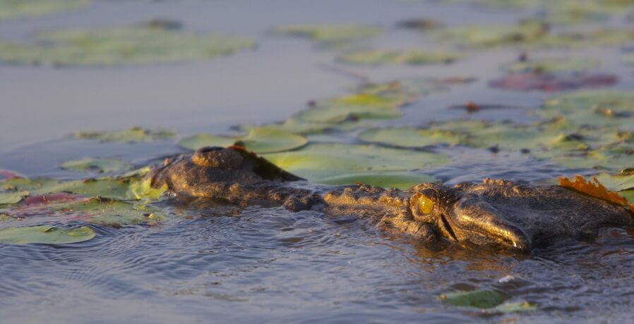 crocodile in adelaide river