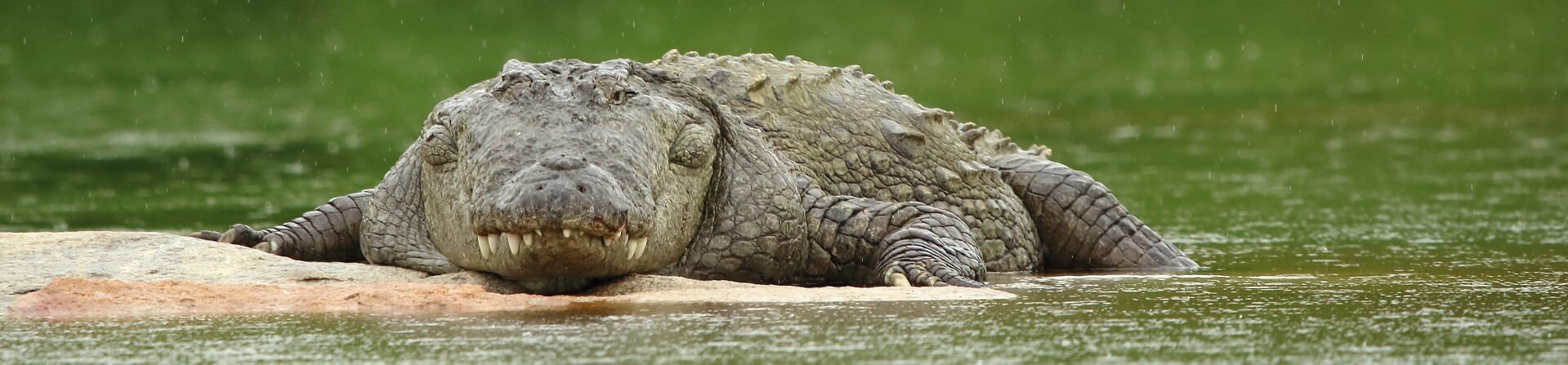 How many crocs are in Darwin?