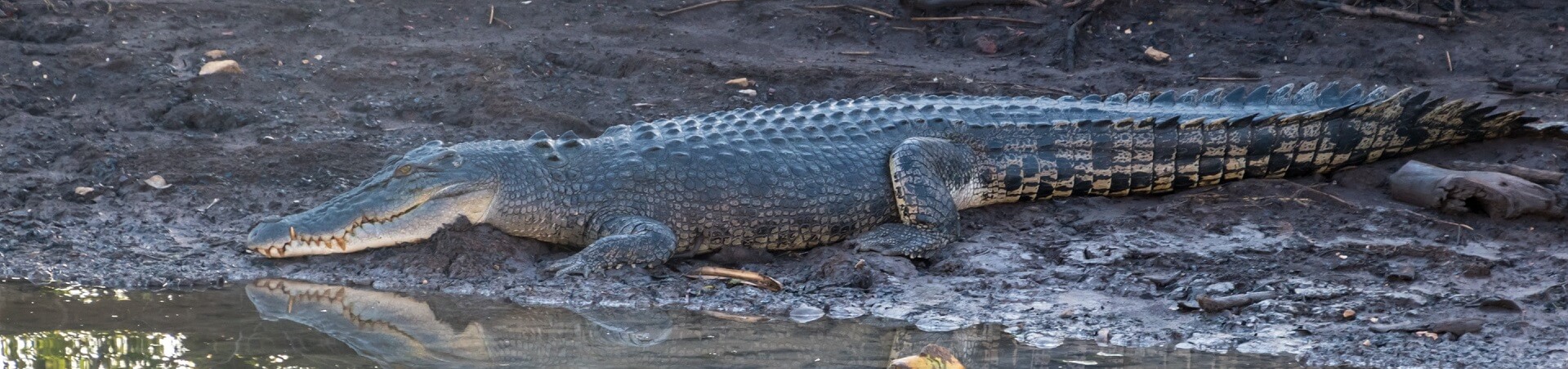 Are there a lot of crocodiles in Darwin?