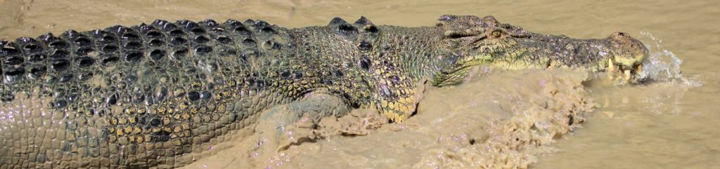 Saltwater Crocodile